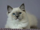 2 chatons Ragdoll mâles LOOF à réserver nés en mars 2026
