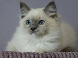 2 chatons Ragdoll mâles LOOF à réserver nés en mars 2026