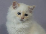 2 chatons Ragdoll mâles LOOF à réserver nés en mars 2026