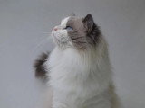 Saillie Ragdoll mâle blue bicolore LOOF de juin 2021