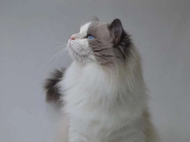 Saillie Ragdoll mâle blue bicolore LOOF de juin 2021