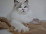 Saillie Ragdoll mâle blue bicolore LOOF de juin 2021