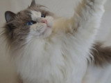 Saillie Ragdoll mâle blue bicolore LOOF de juin 2021