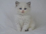 Saillie Ragdoll mâle blue bicolore LOOF de juin 2021