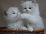Saillie Ragdoll mâle blue bicolore LOOF de juin 2021