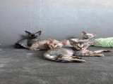 Chatons Devon Rex à vendre