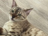 Chat Bengal adulte à vendre
