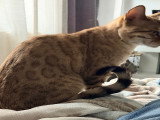 Chat Bengal adulte à vendre