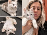 3 chatons Maine Coon LOOF d'avril 2026 en vente