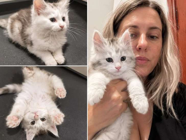 3 chatons Maine Coon LOOF d'avril 2026 en vente