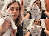 3 chatons Maine Coon LOOF d'avril 2026 en vente