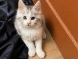 3 chatons Maine Coon LOOF d'avril 2026 en vente