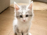 3 chatons Maine Coon LOOF d'avril 2026 en vente