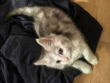 3 chatons Maine Coon LOOF d'avril 2026 en vente