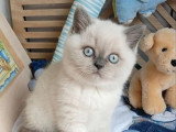 Chaton British Shorthair mâle blue point de mars 2026 LOOF à vendre
