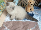 Chaton British Shorthair mâle blue point de mars 2026 LOOF à vendre