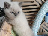 Chaton British Shorthair mâle blue point de mars 2026 LOOF à vendre
