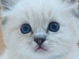 Vente de deux chatons Ragdoll LOOF seal tabby point mitted nés en mai 2026