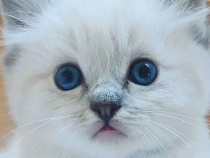 Vente de deux chatons Ragdoll LOOF seal tabby point mitted nés en mai 2026