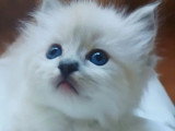 Vente de deux chatons Ragdoll LOOF seal tabby point mitted nés en mai 2026