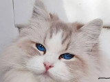 Vente de deux chatons Ragdoll LOOF seal tabby point mitted nés en mai 2026