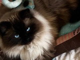 Vente de deux chatons Ragdoll LOOF seal tabby point mitted nés en mai 2026