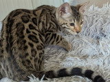 Chatons Bengal LOOF à vendre