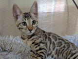 Chatons Bengal LOOF à vendre
