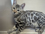 Chatons Bengal LOOF à vendre