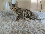 Chatons Bengal LOOF à vendre