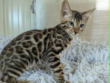 Chatons Bengal LOOF à vendre
