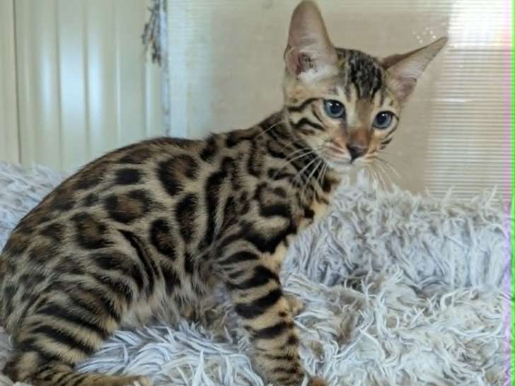 Chatons Bengal LOOF à vendre
