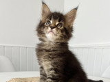 Chaton Maine Coon LOOF à vendre