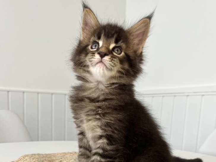 Chaton Maine Coon LOOF à vendre