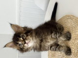 Chaton Maine Coon LOOF à vendre