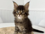 Chaton Maine Coon LOOF à vendre