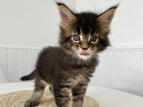 Chaton Maine Coon LOOF à vendre