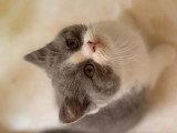 3 chatons British Shorthair d'avril 2026 LOOF à vendre