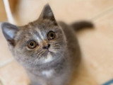 3 chatons British Shorthair d'avril 2026 LOOF à vendre