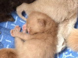 3 chatons British Shorthair d'avril 2026 LOOF à vendre