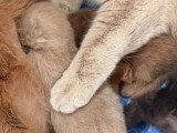 3 chatons British Shorthair d'avril 2026 LOOF à vendre
