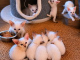 7 chatons Orientaux LOOF nés en avril 2026 en vente
