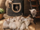7 chatons Orientaux LOOF nés en avril 2026 en vente