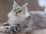 Chatte Maine Coon LOOF black silver tabby à vendre