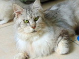 Chatte Maine Coon LOOF black silver tabby à vendre