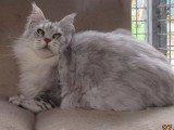 Chatte Maine Coon LOOF black silver tabby à vendre