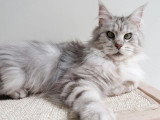 Chatte Maine Coon LOOF black silver tabby à vendre