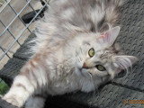 Chatte Maine Coon LOOF black silver tabby à vendre