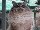 Chat Ragdoll mâle LOOF seal mitted tabby à vendre