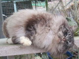 Chat Ragdoll mâle LOOF seal mitted tabby à vendre